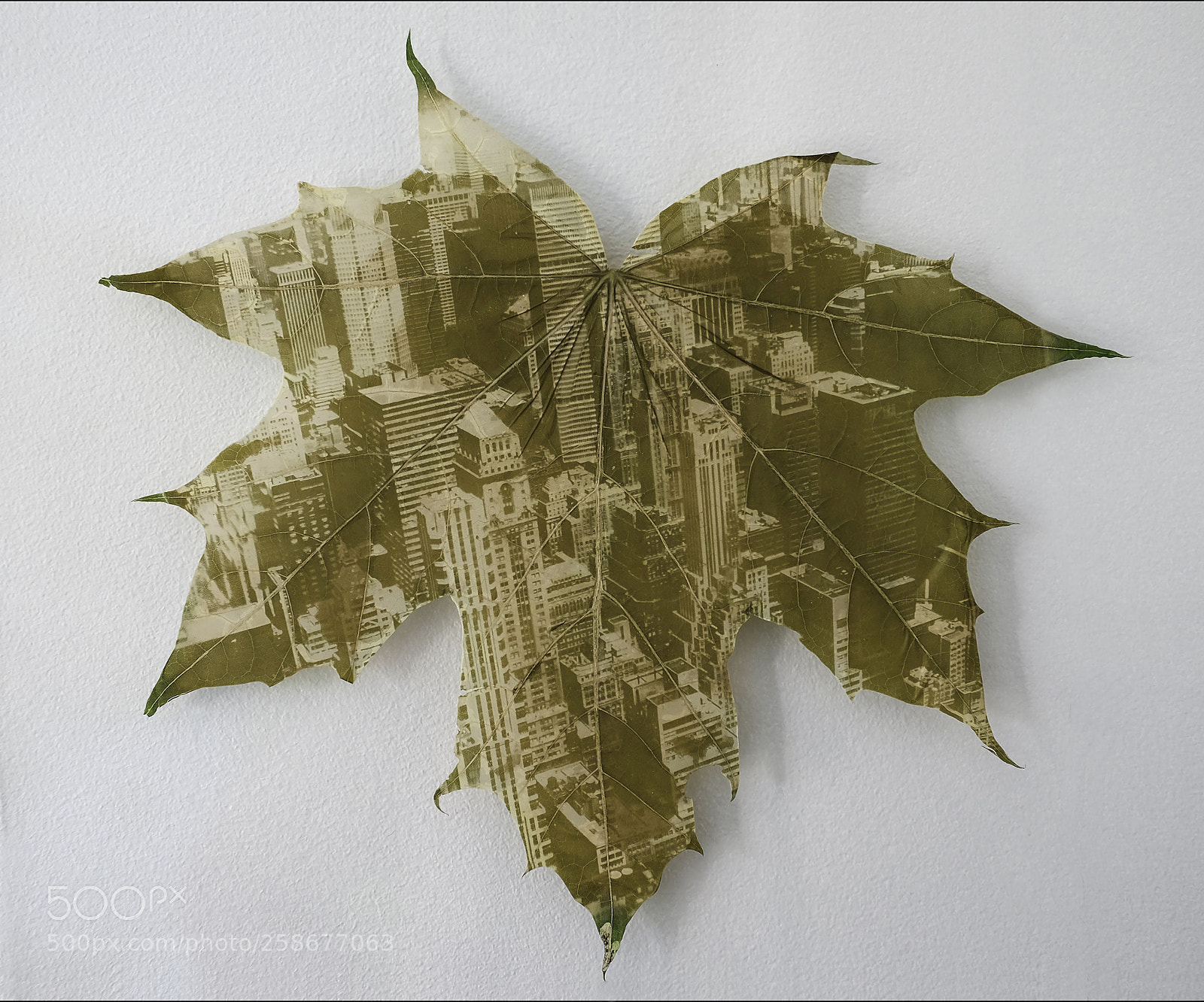 Fujifilm X-T1 sample photo. Clorphyll city leaf photography