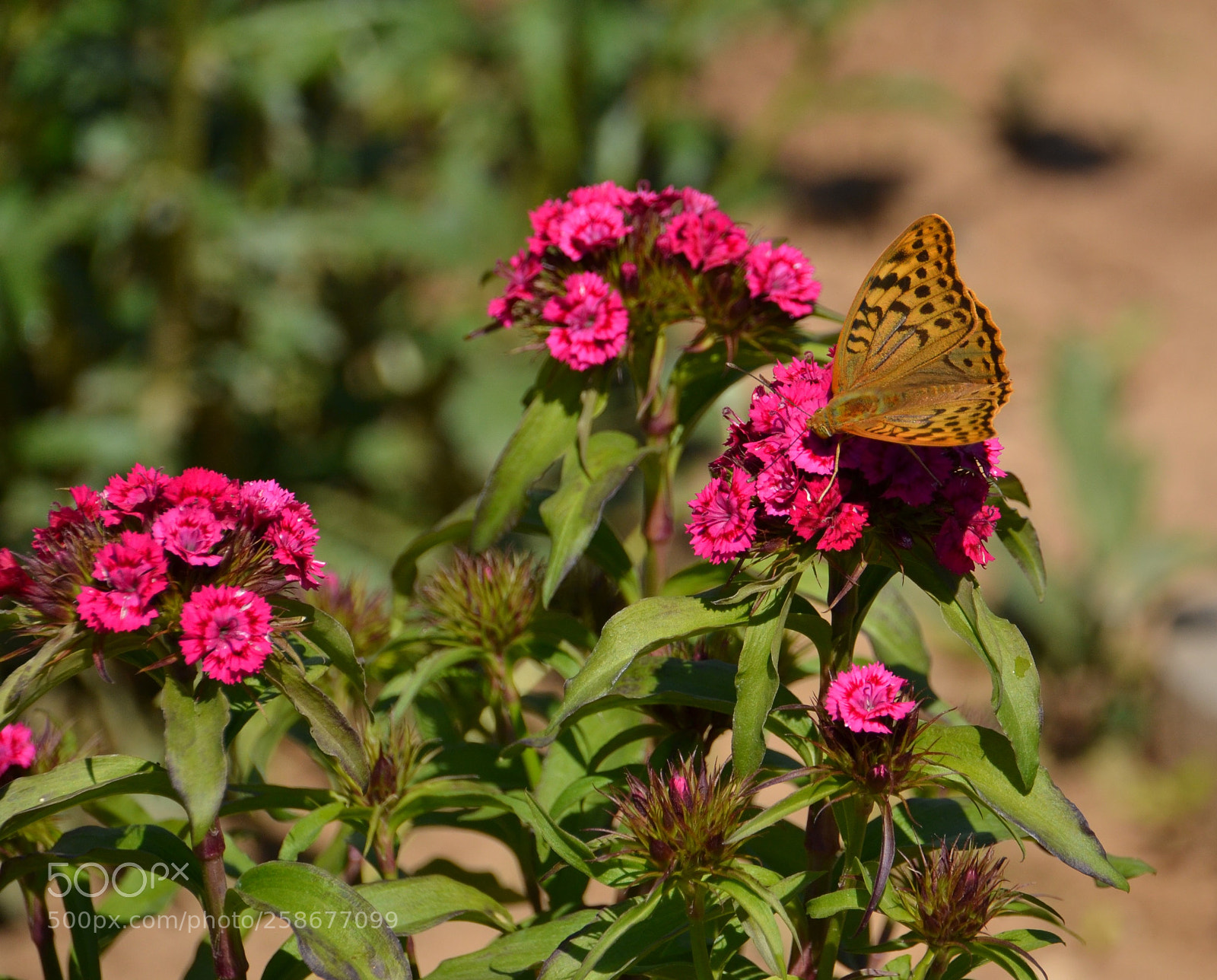 Nikon D3100 sample photo. Untitled photography