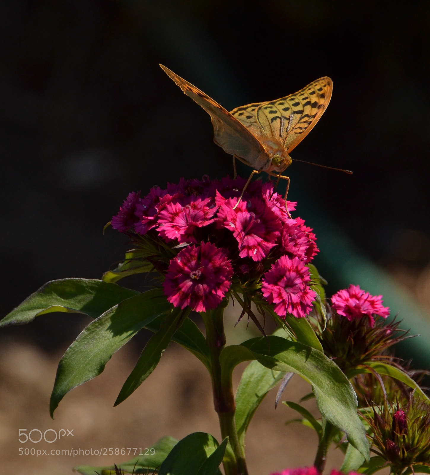 Nikon D3100 sample photo. Untitled photography
