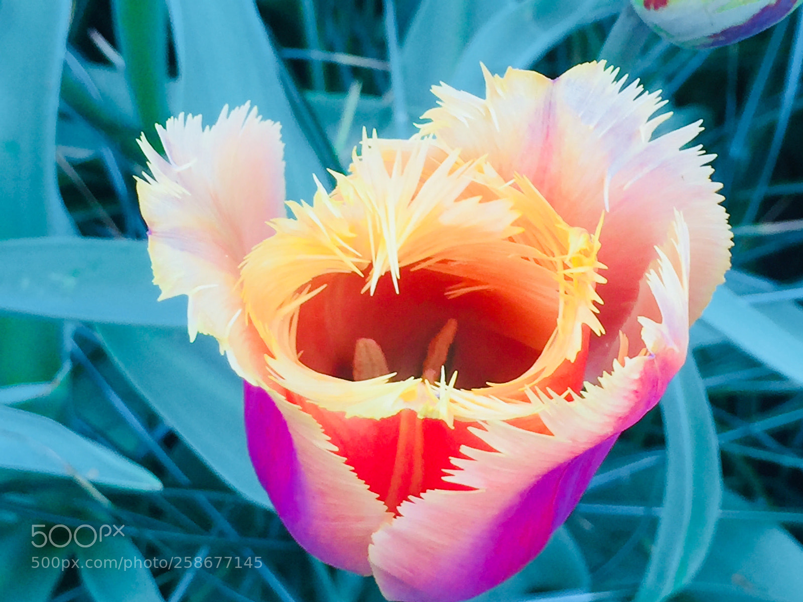 Apple iPhone 6 Plus sample photo. Tulpen land holland  photography