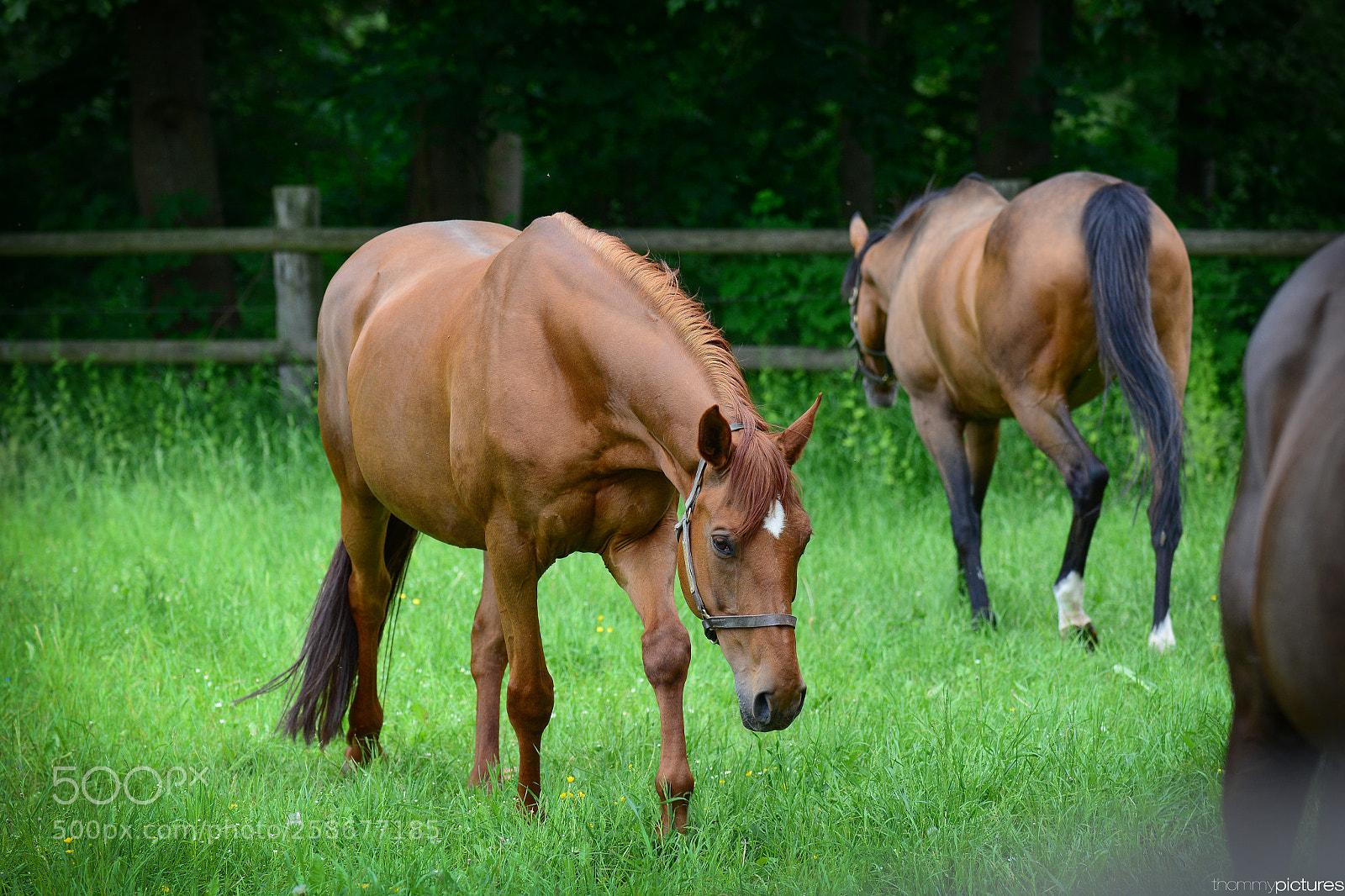 Nikon D7100 sample photo. @graditz photography