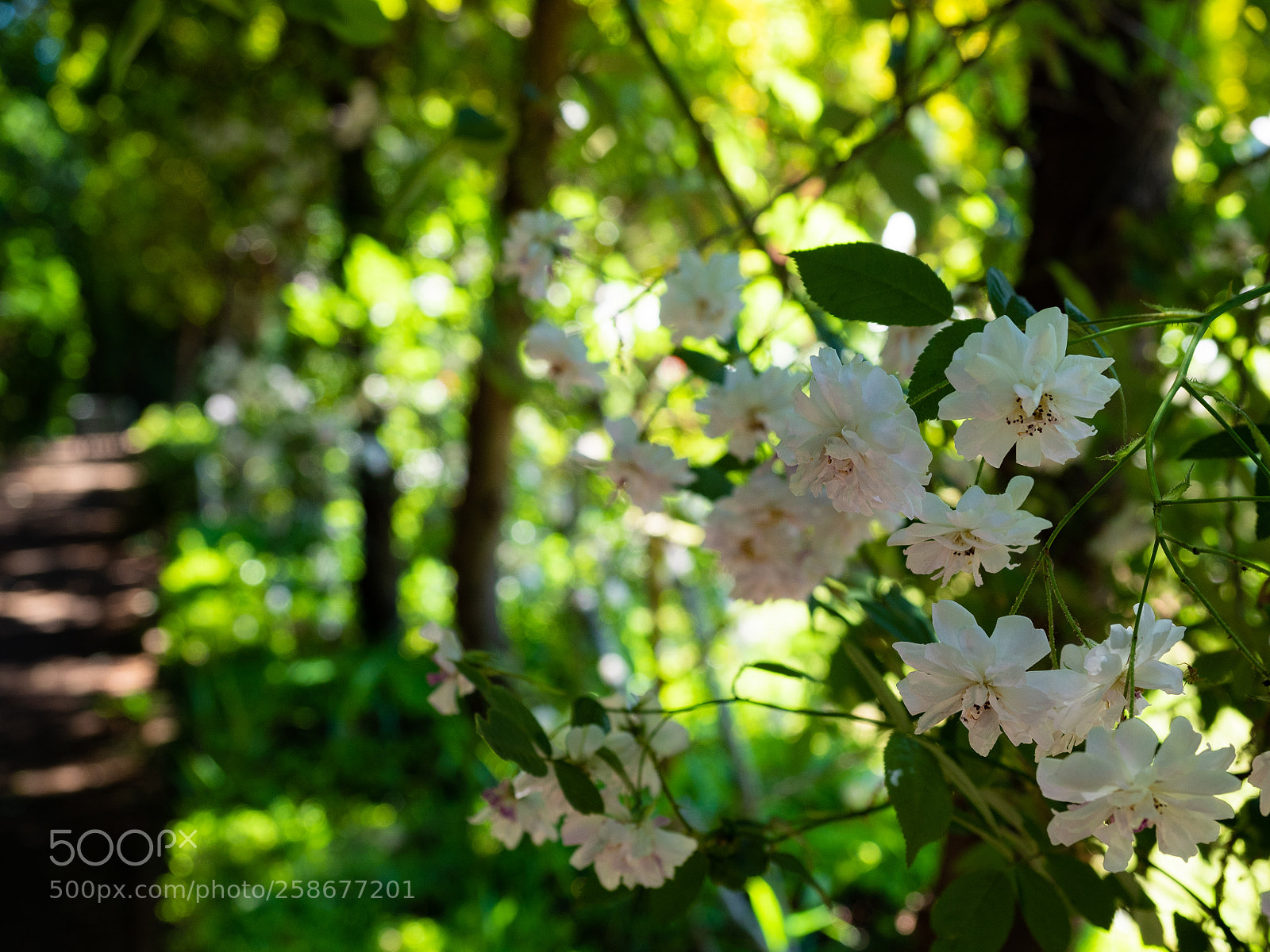 Olympus OM-D E-M5 II sample photo. 散歩道 photography