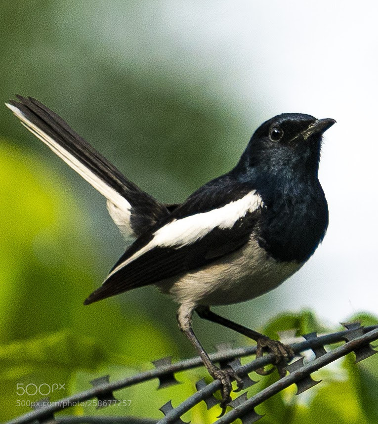 Sony a7R II sample photo. Oriental magpie robin-male photography