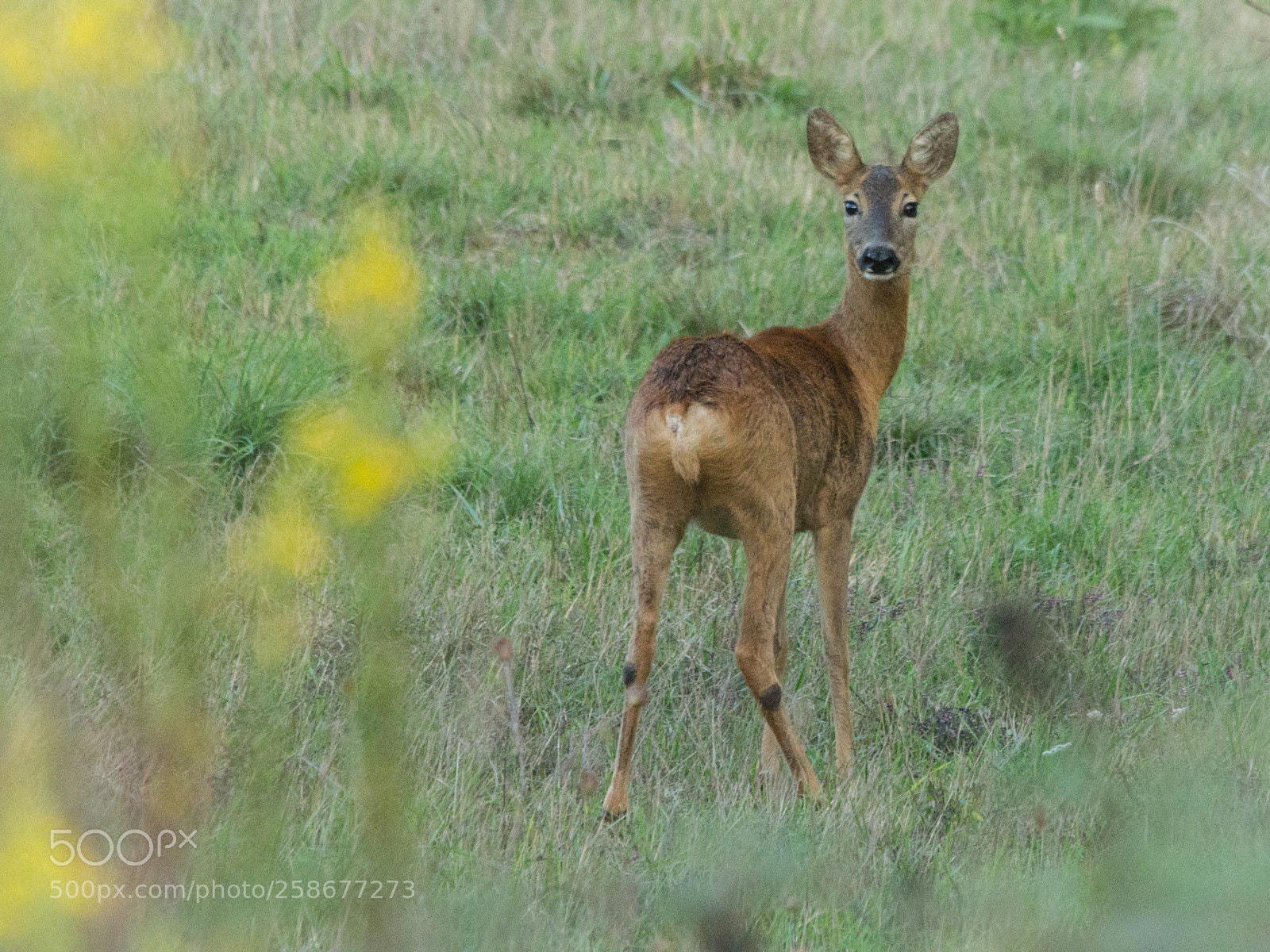 Canon EOS 60D sample photo. Roe deer photography