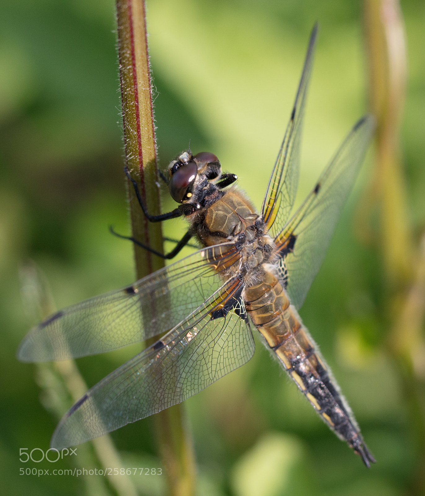 Canon EOS 5DS sample photo. Libelle_2 photography