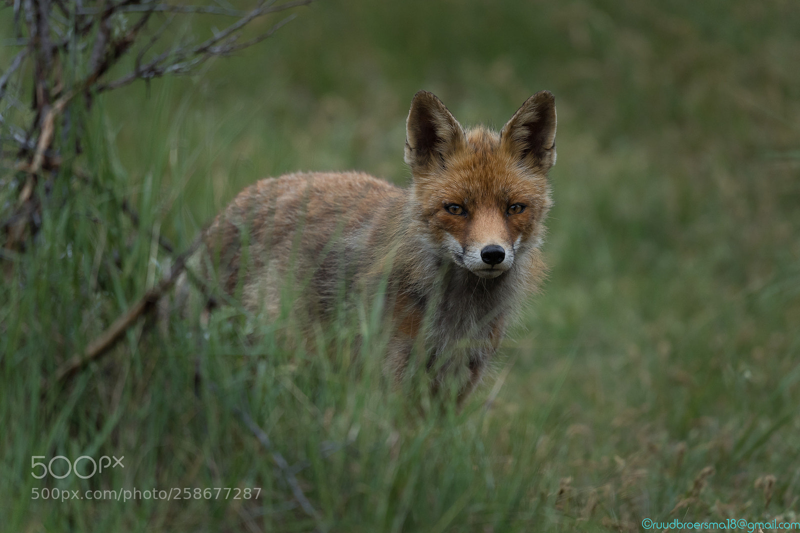 Sony a7 III sample photo. Vos vulpes vulpes fox photography