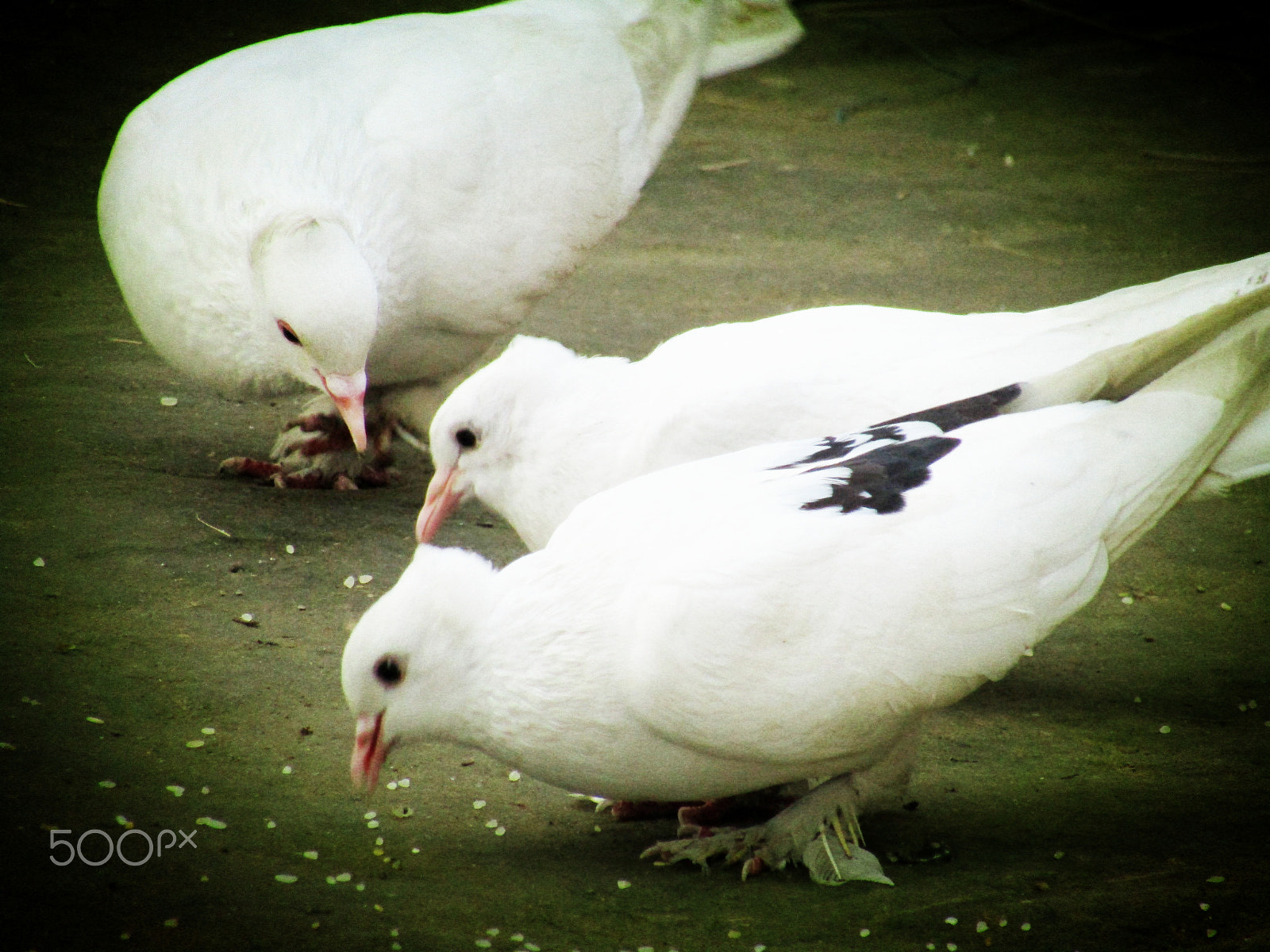 Canon POWERSHOT SX430 IS sample photo