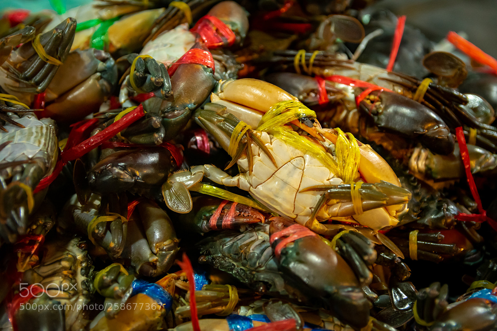 Nikon D5300 sample photo. Tied crabs photography