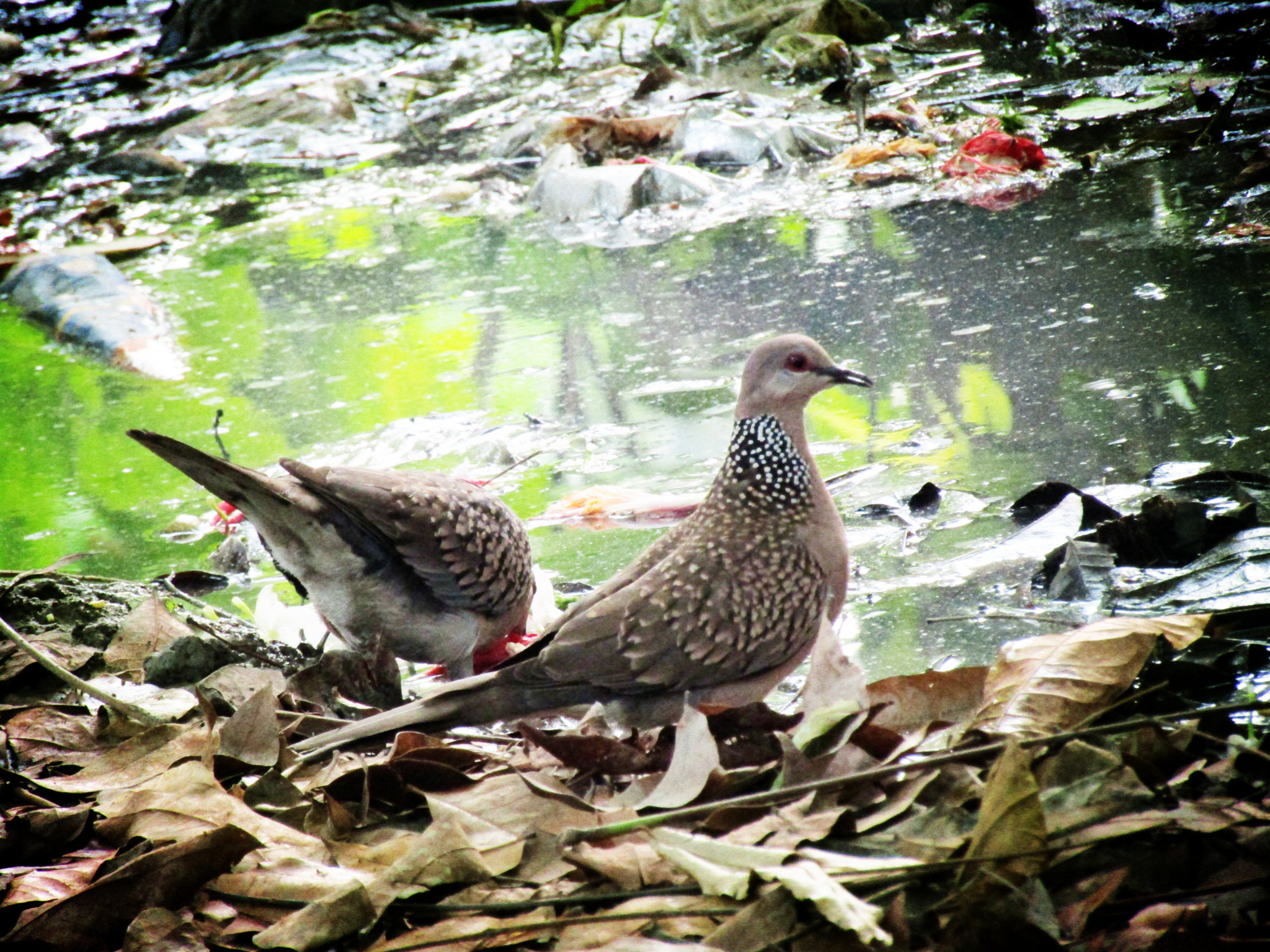 Canon POWERSHOT SX430 IS sample photo