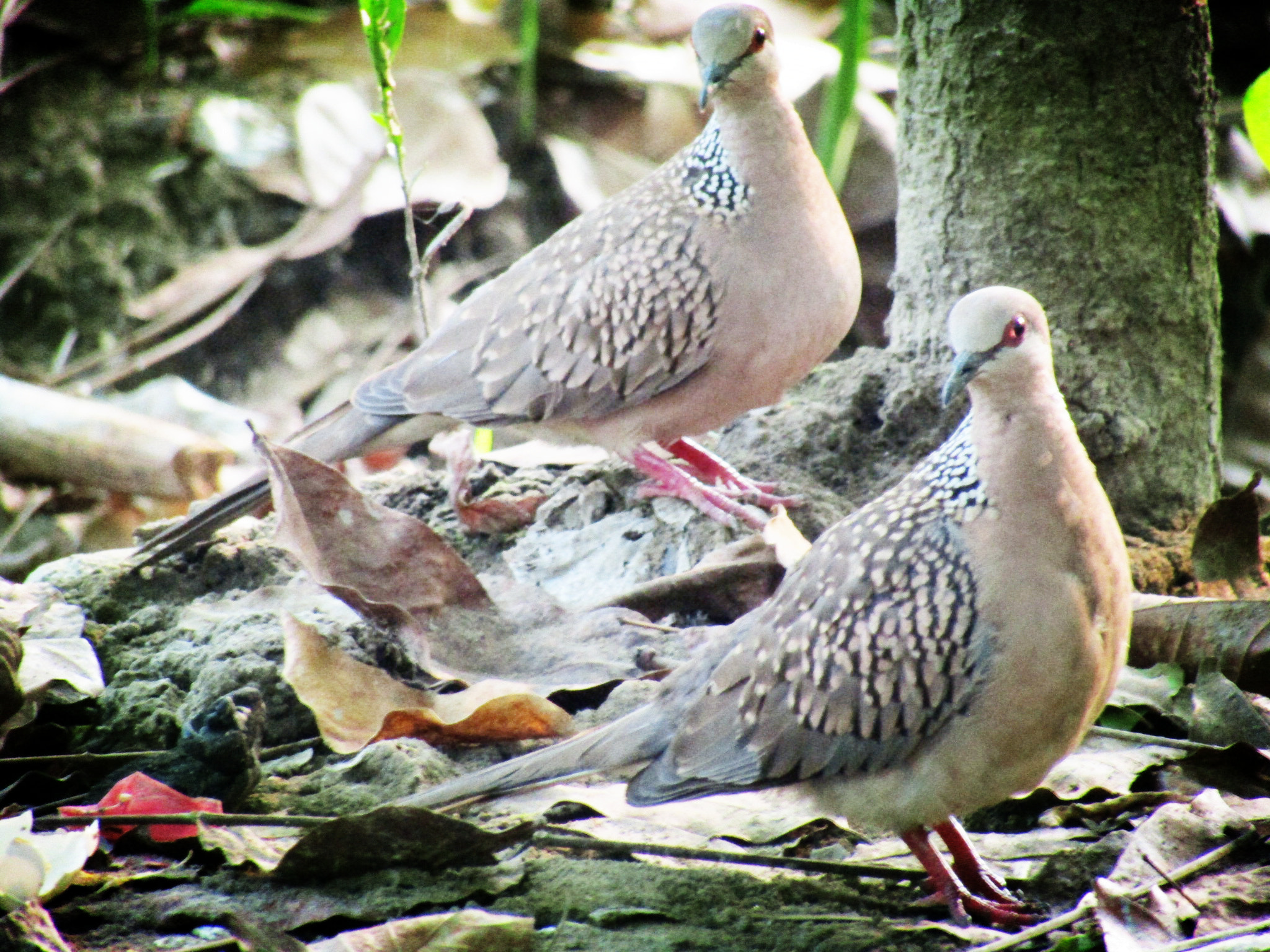 Canon POWERSHOT SX430 IS sample photo