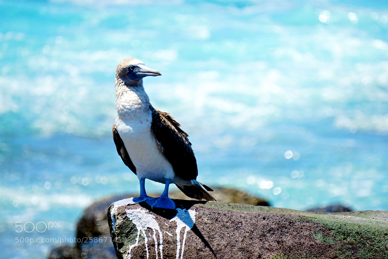 Sony a6000 sample photo. What a boobie blue photography