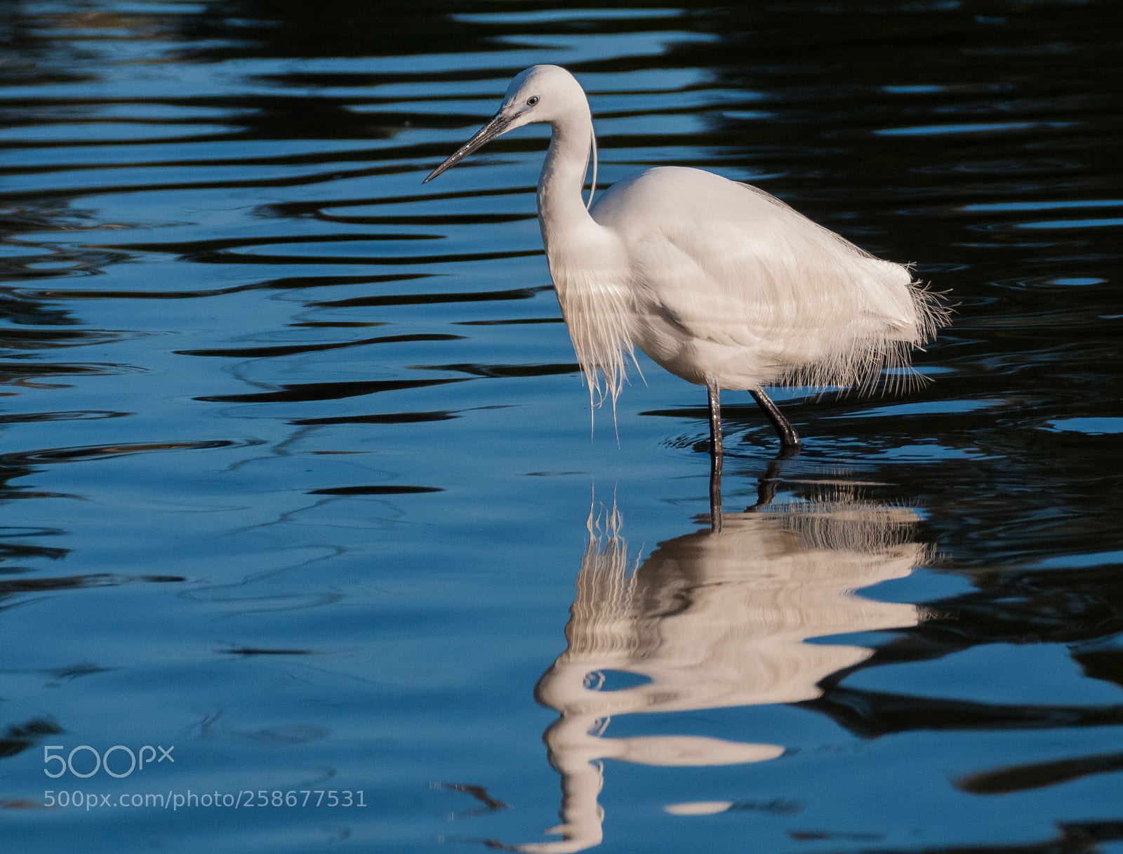 Nikon D300 sample photo. White heron photography