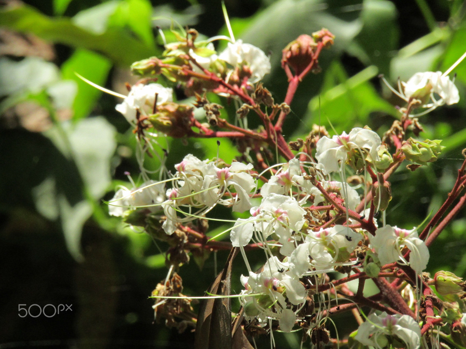 Canon POWERSHOT SX430 IS sample photo. Untitled photography