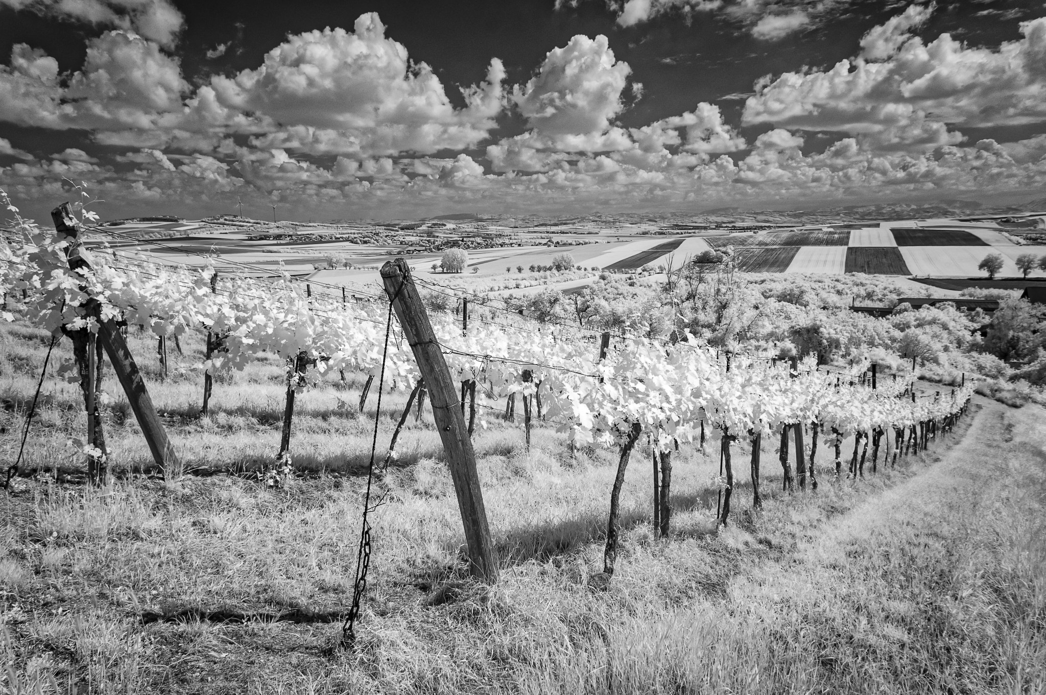 Sony Alpha NEX-5R sample photo. Vineyard in infrared photography