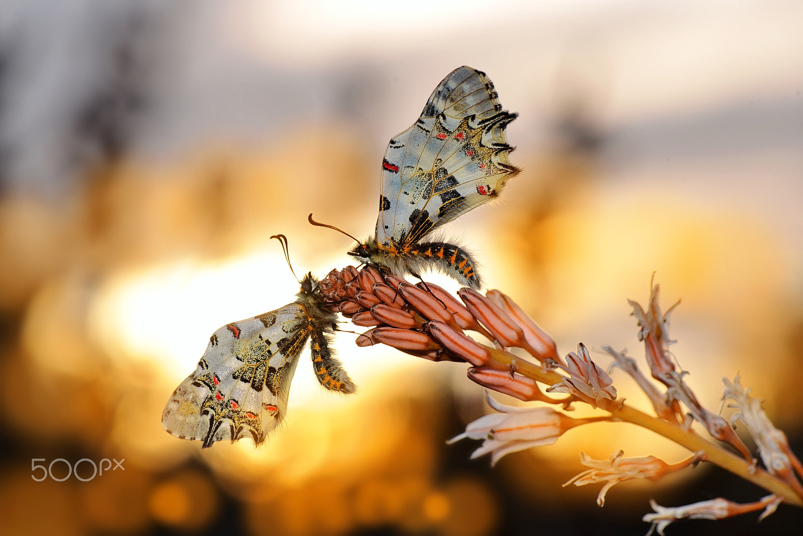 Nikon AF-S Micro-Nikkor 105mm F2.8G IF-ED VR sample photo. Butterfly photography