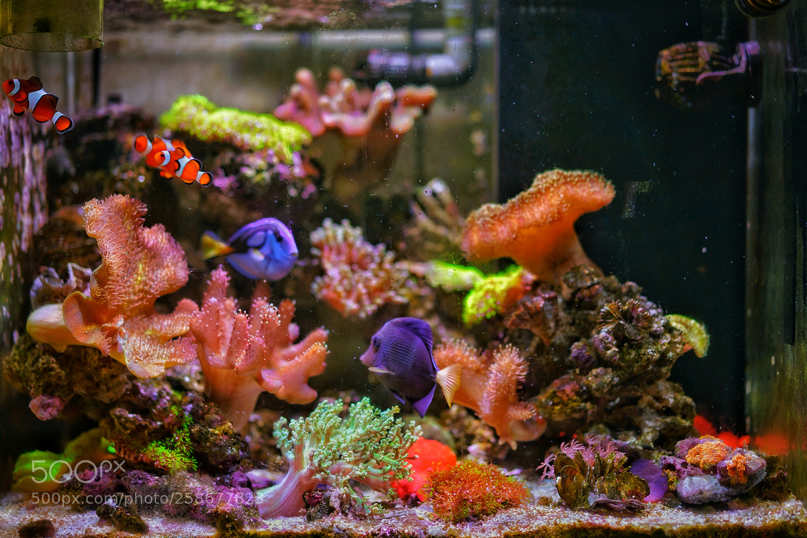 Sony a7R II sample photo. My fish tank photography