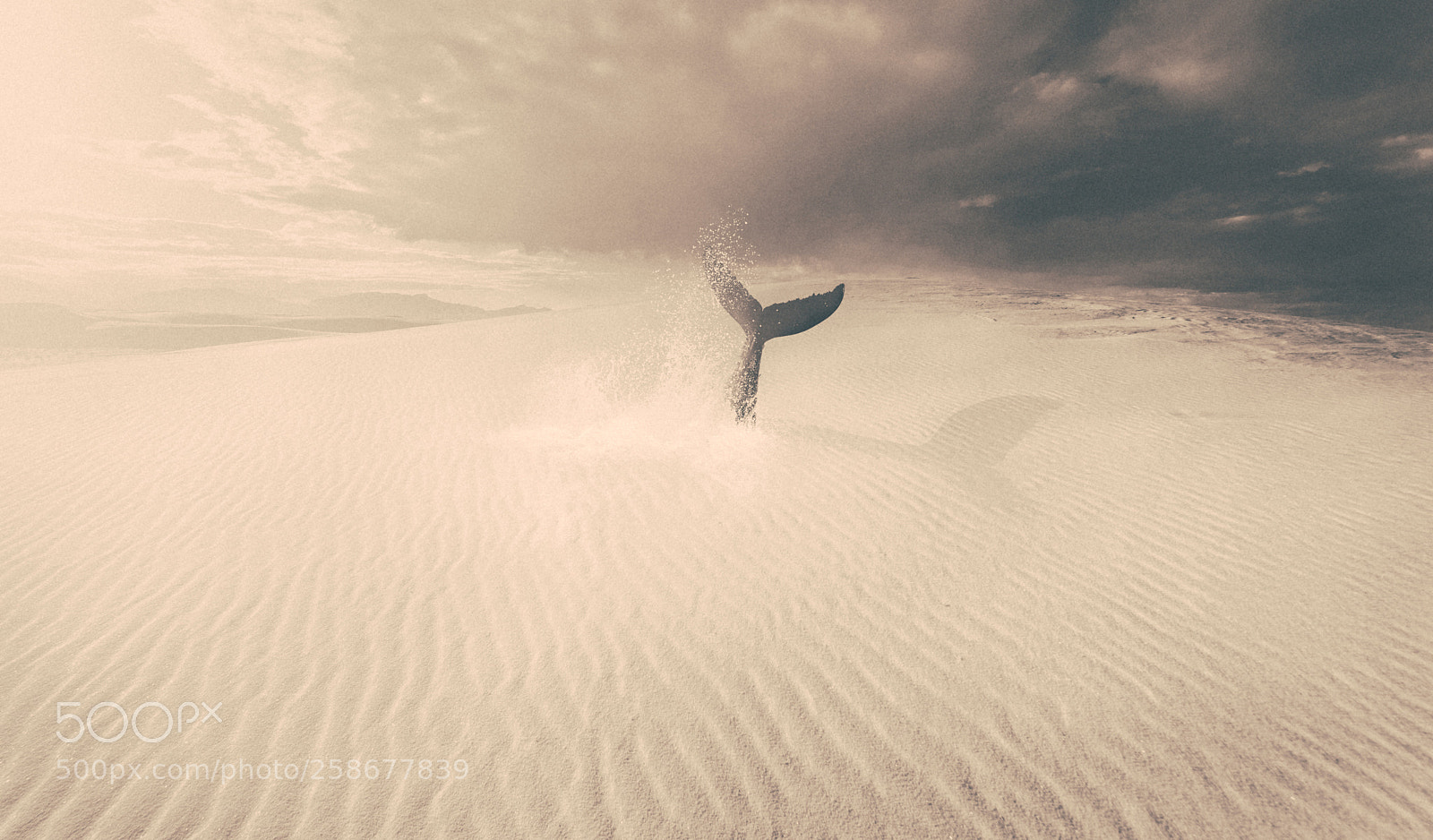 Nikon D800 sample photo. Fish out of water photography