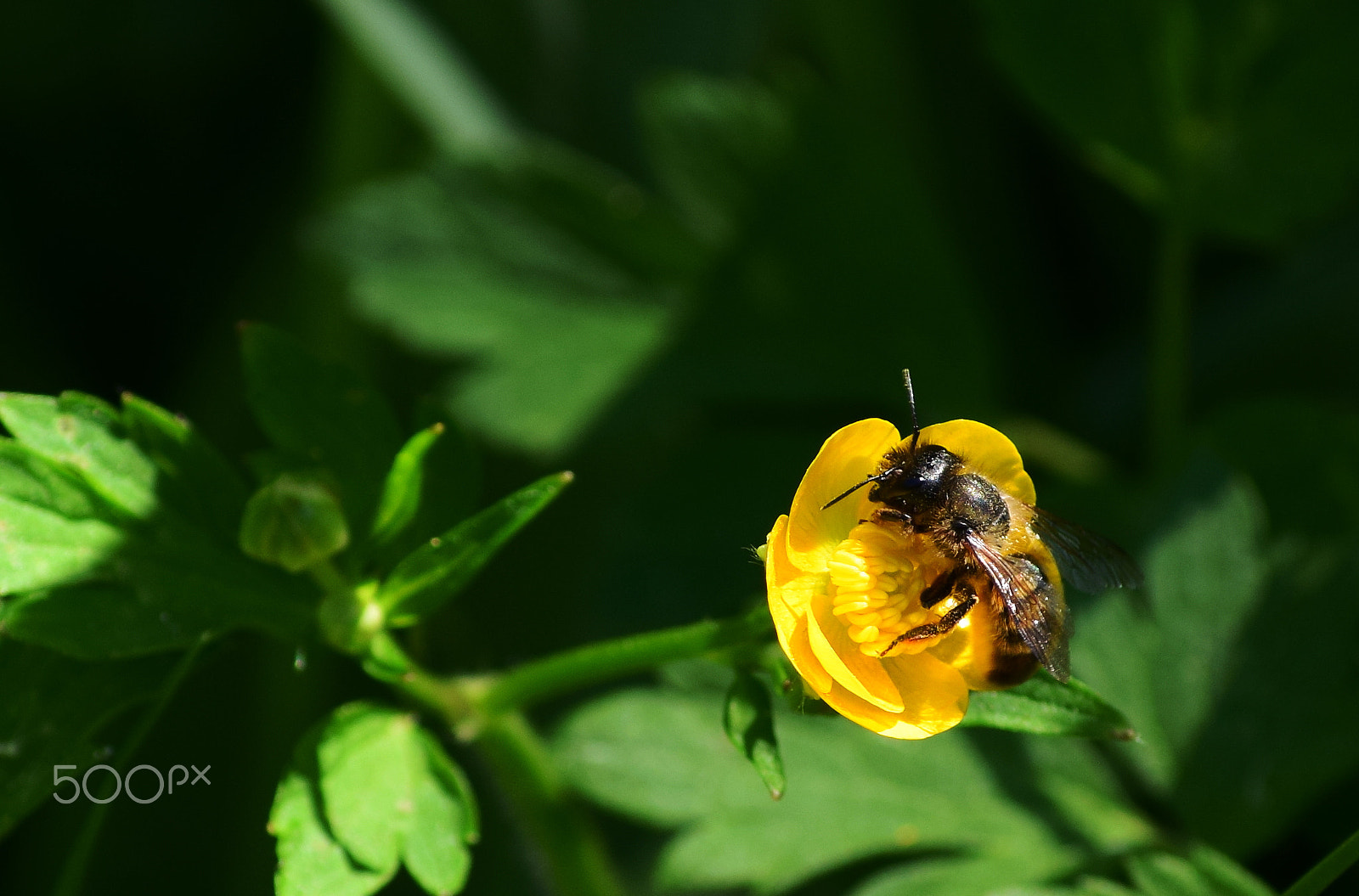 Nikon D5300 sample photo. Busy bee photography