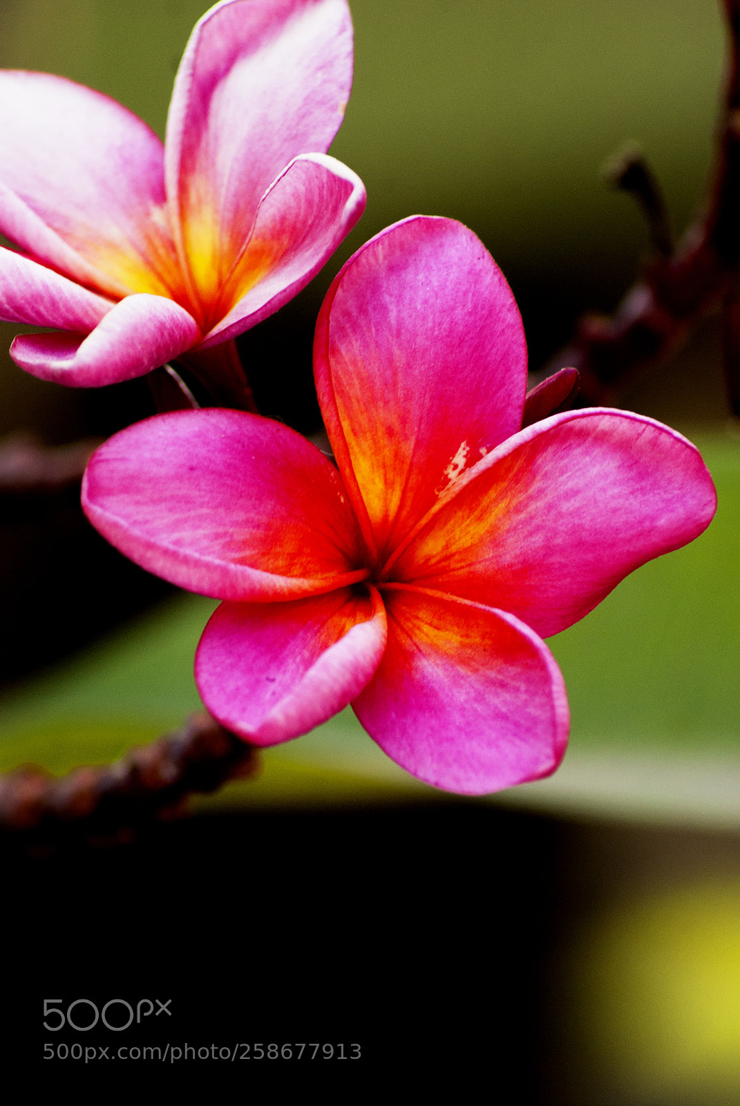 Sony Alpha DSLR-A200 sample photo. This is  frangipani flowers photography