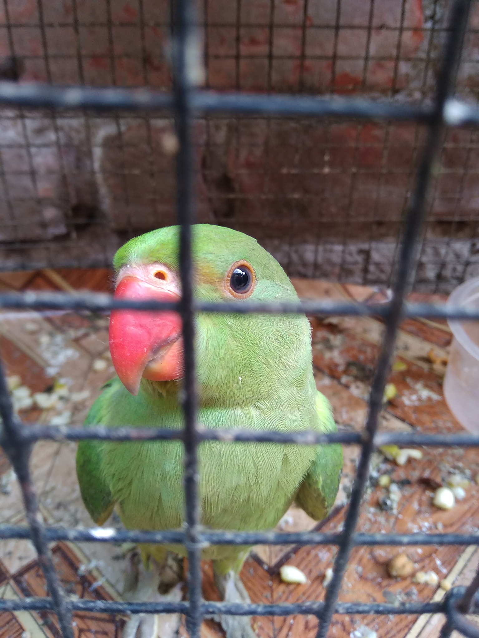 Xiaomi Redmi 5A sample photo