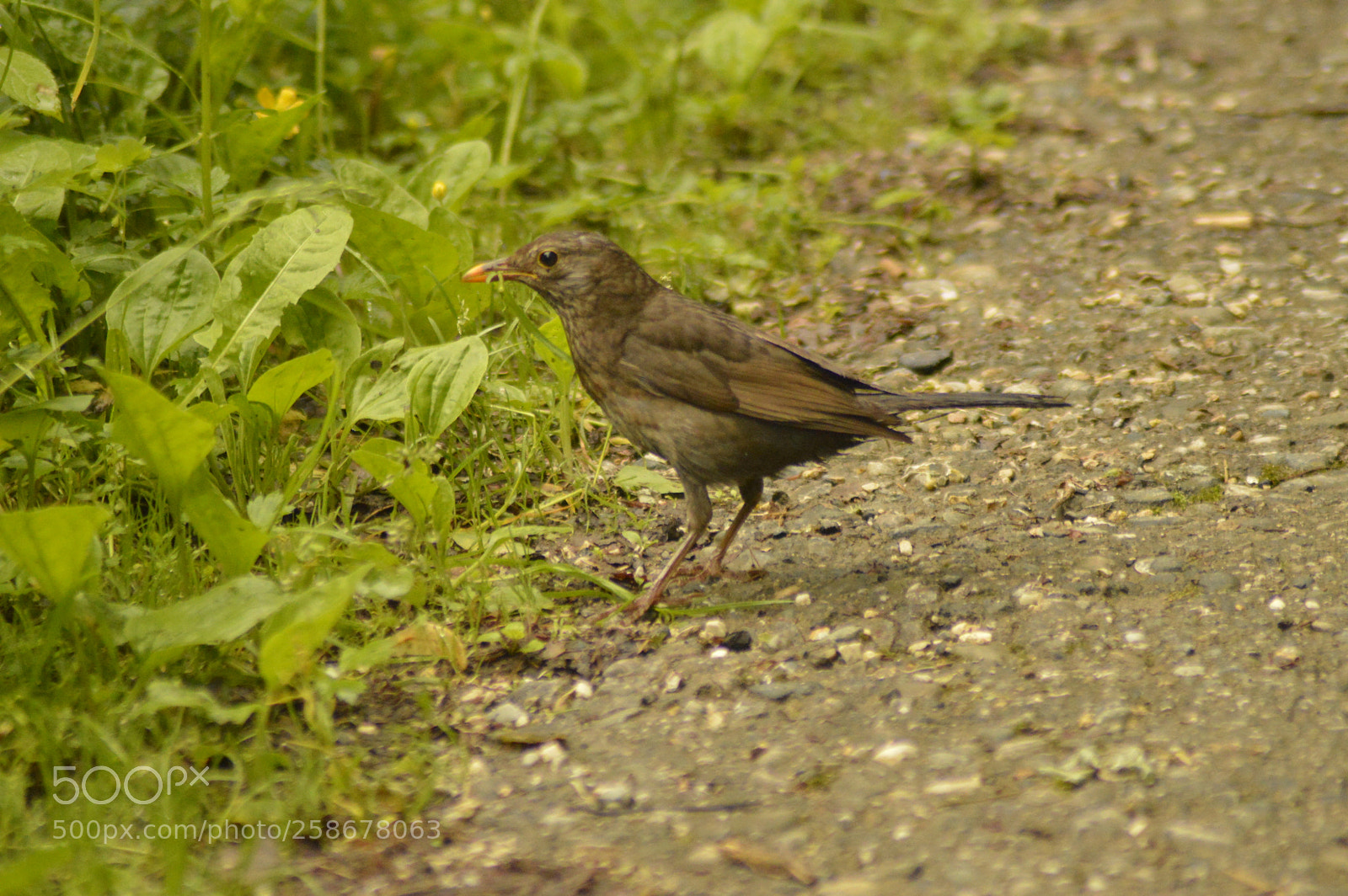 Nikon D3200 sample photo. Blackbird on the ground photography