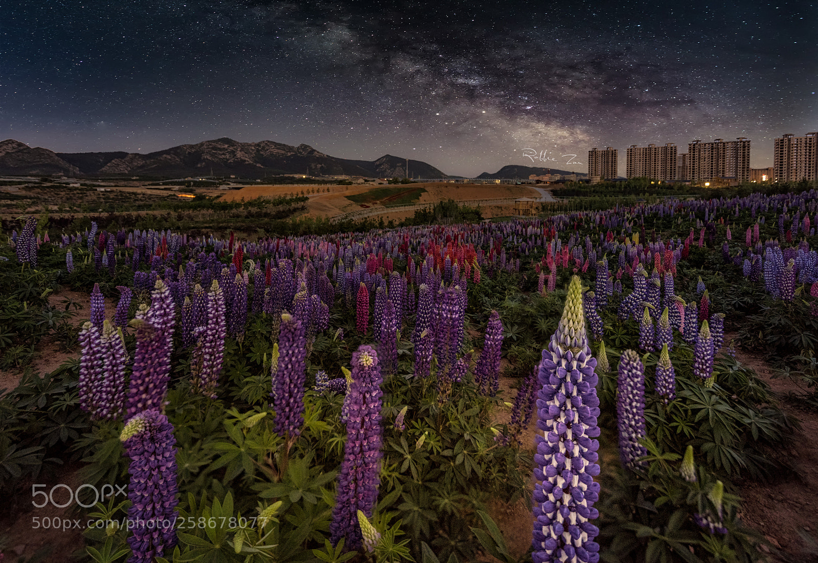 Nikon D810 sample photo. Garden night photography