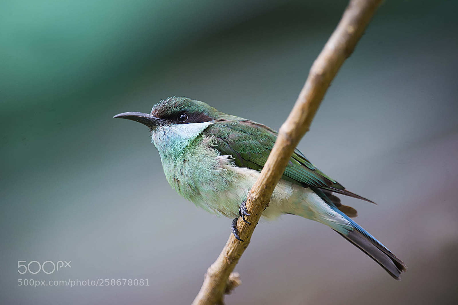 Nikon D4 sample photo. Blue breasted bee eater photography