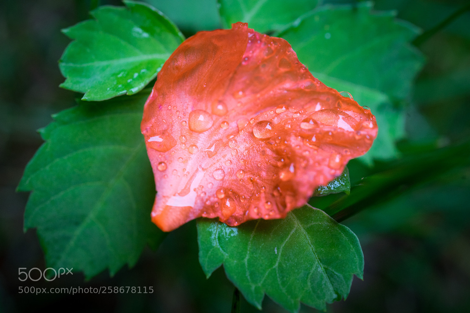 Sony a7 sample photo. Red & green #1 photography
