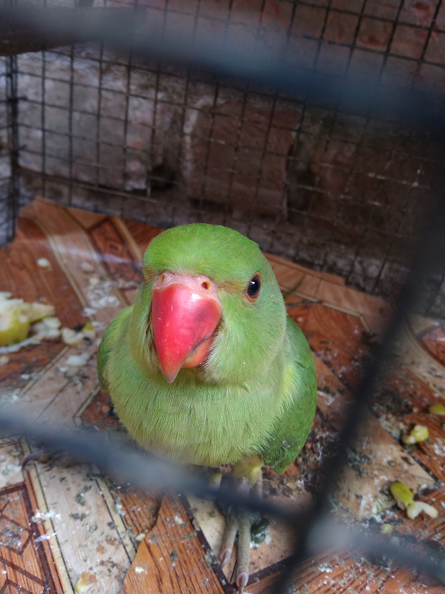 Xiaomi Redmi 5A sample photo