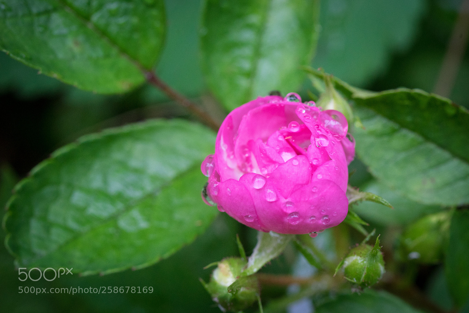Sony a7 sample photo. Red & green #2 photography