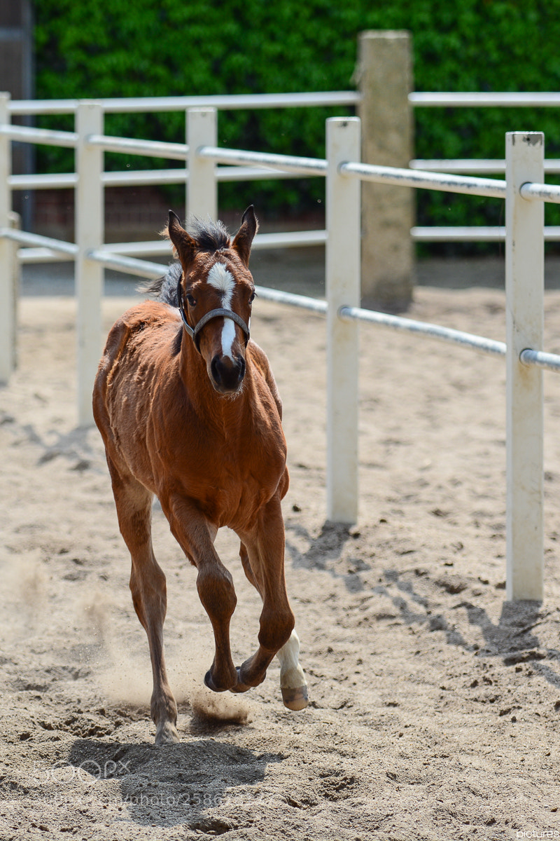 Nikon D7100 sample photo. Run around photography