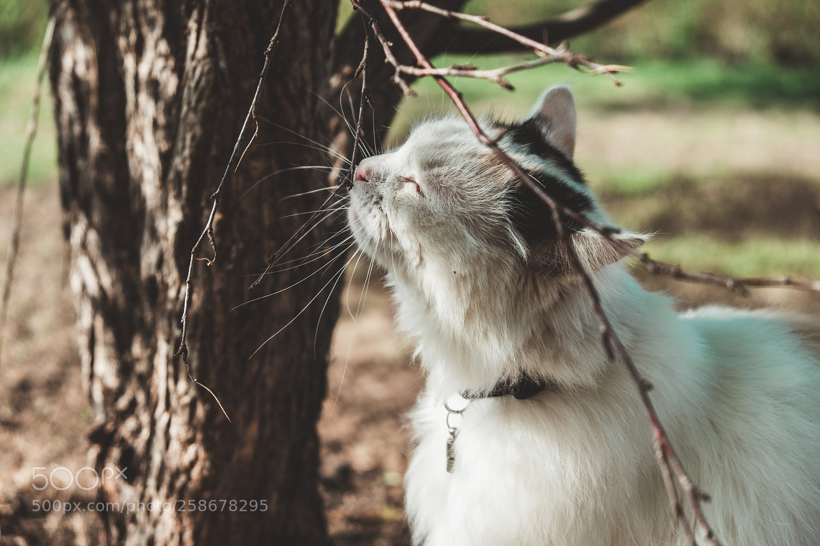 Fujifilm X-T20 sample photo. Cat photography