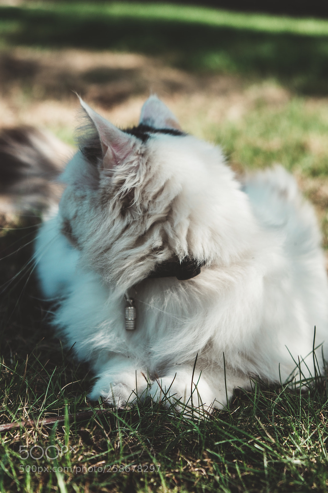 Fujifilm X-T20 sample photo. Cat looking away photography
