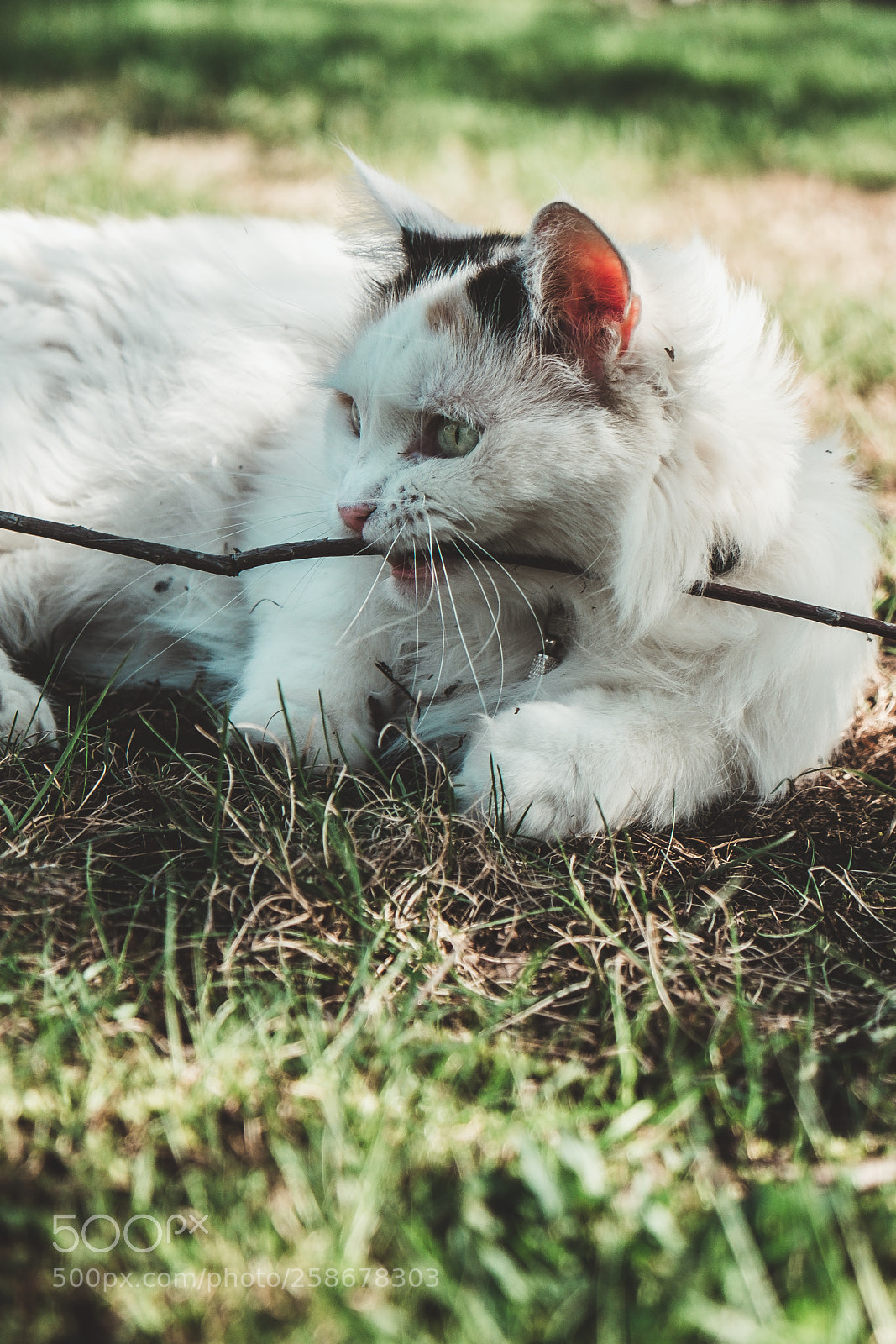 Fujifilm X-T20 sample photo. Busy cat photography