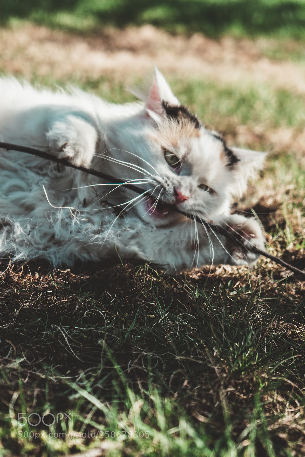 Fujifilm X-T20 sample photo. Angry cat photography