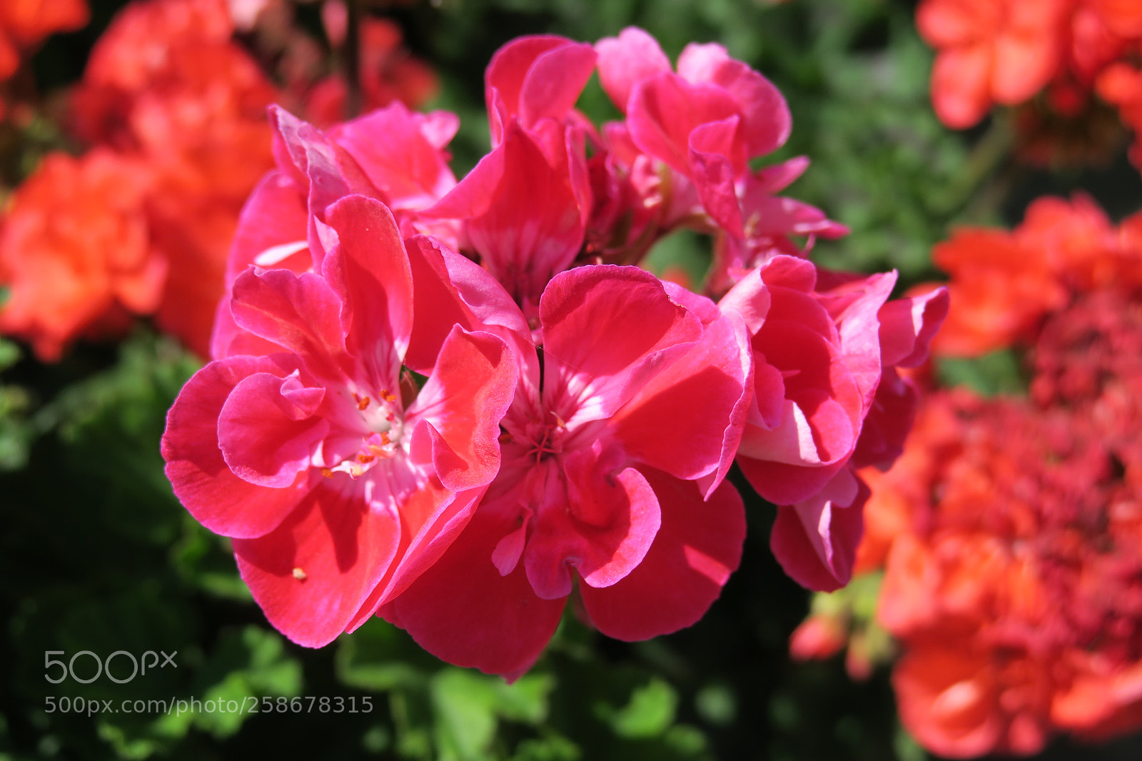 Canon PowerShot G3 X sample photo. Geranium 5374 photography