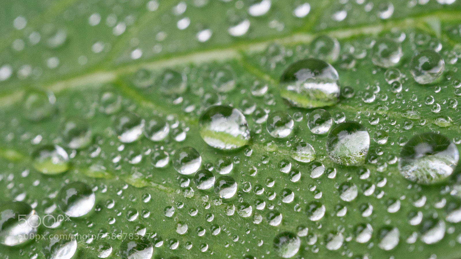 Sony a7 sample photo. Water drops #1 photography