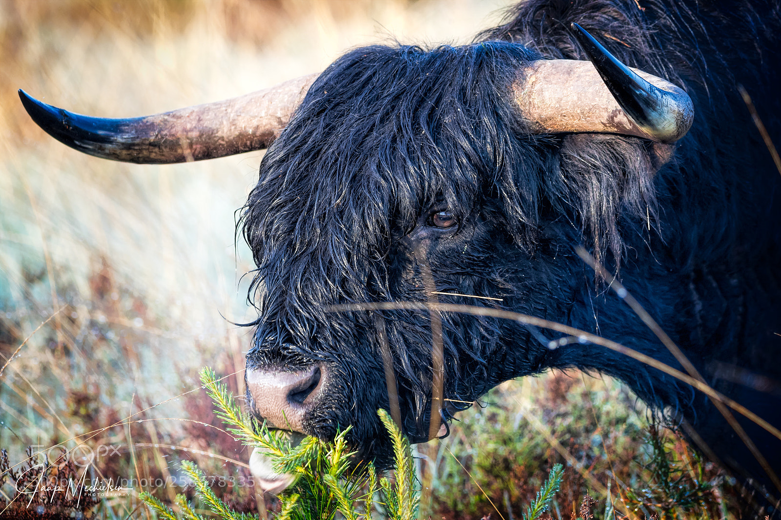 Canon EOS 7D Mark II sample photo. Black highland crow photography