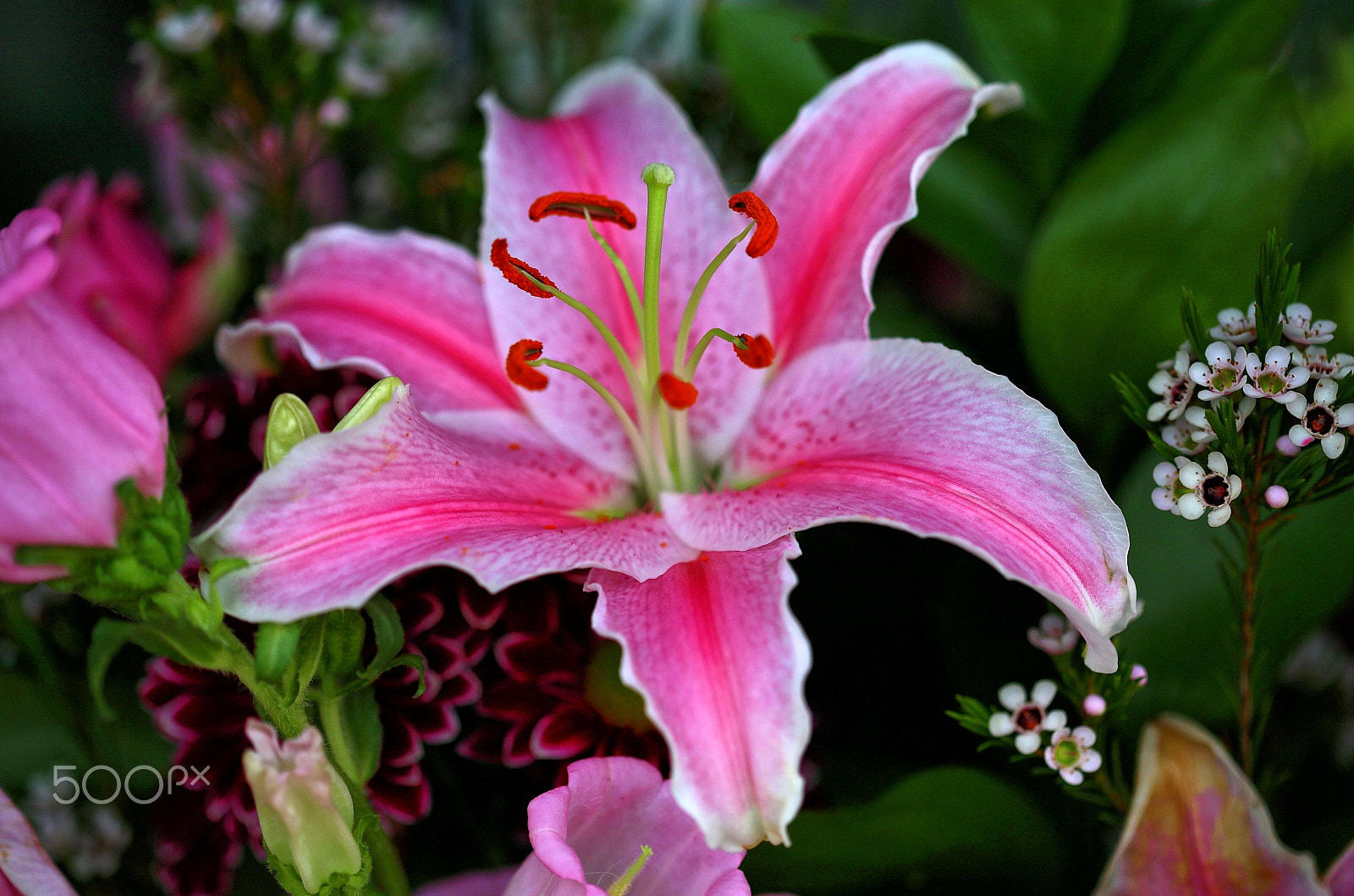Canon EF 100mm F2.8 Macro USM sample photo. Color photography