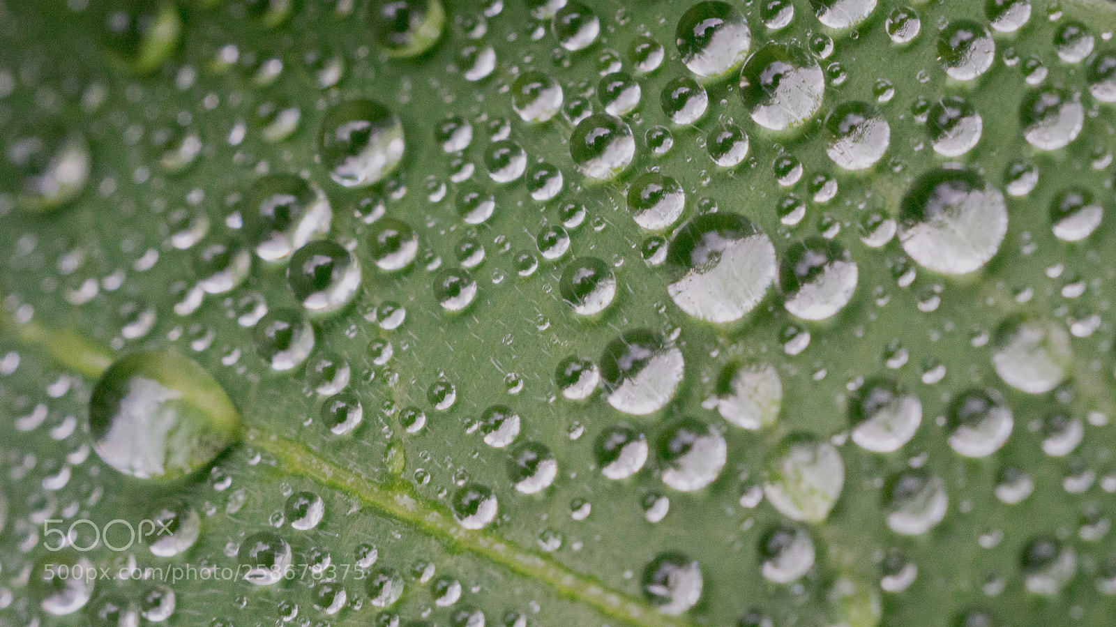 Sony a7 sample photo. Water drops #2 photography
