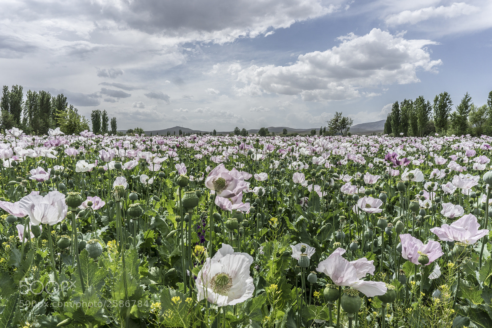 Sony a6000 sample photo. Opium flowers photography