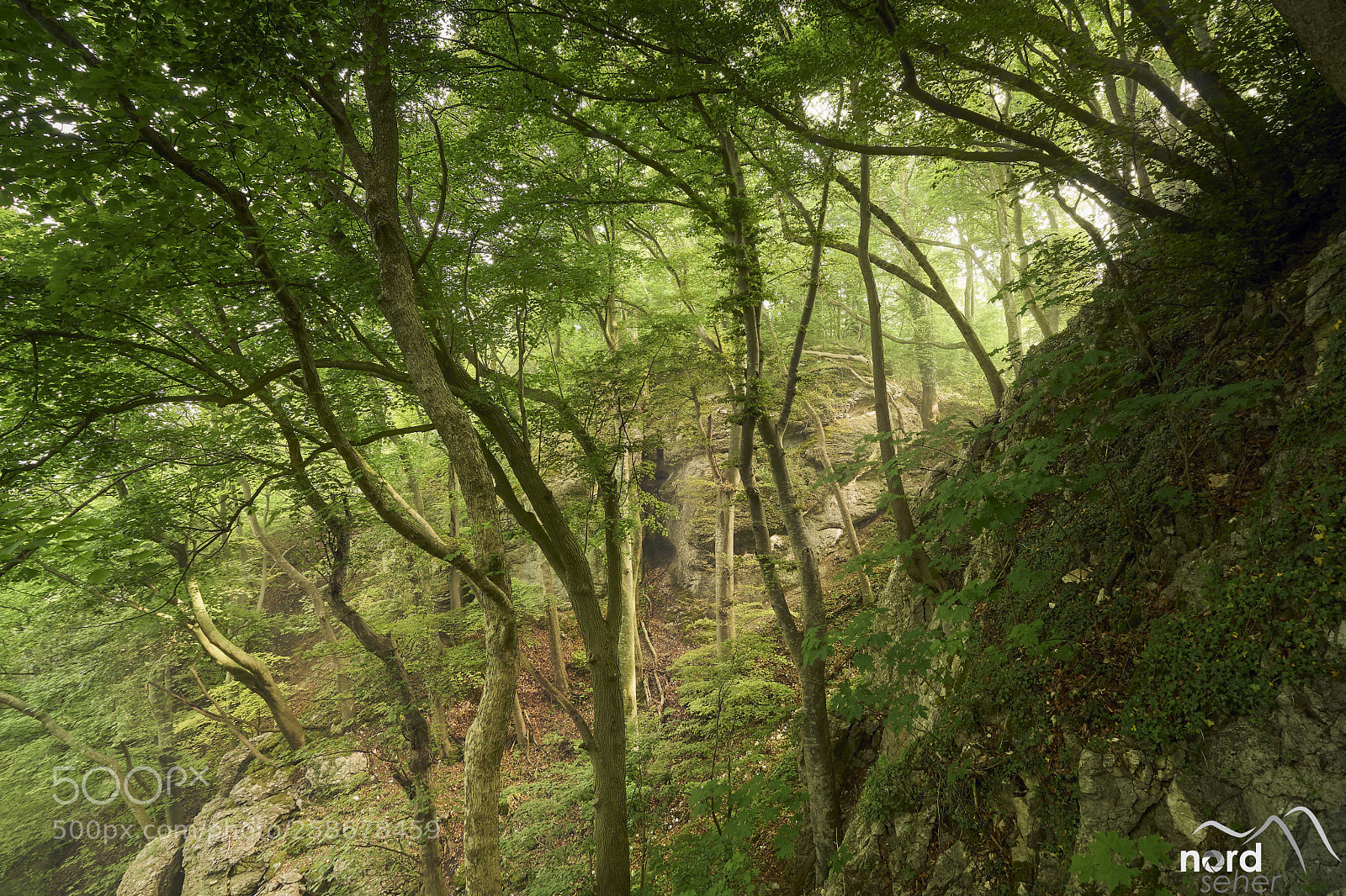 Sony ILCA-77M2 sample photo. Waldlicht photography