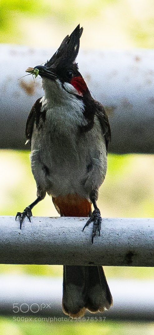Sony a7R II sample photo. Red crested bulbul photography