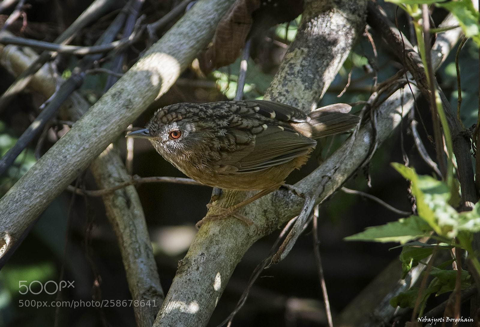 Nikon D500 sample photo. Streaked wren babbler photography