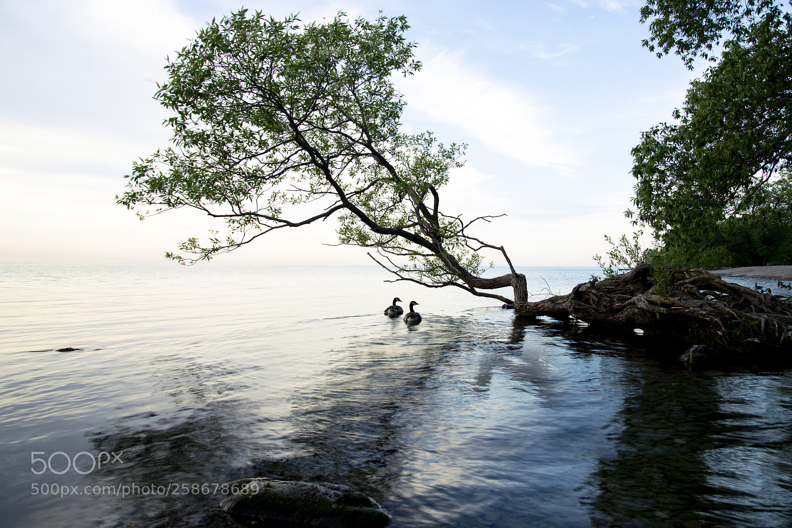 Nikon D600 sample photo. Together photography