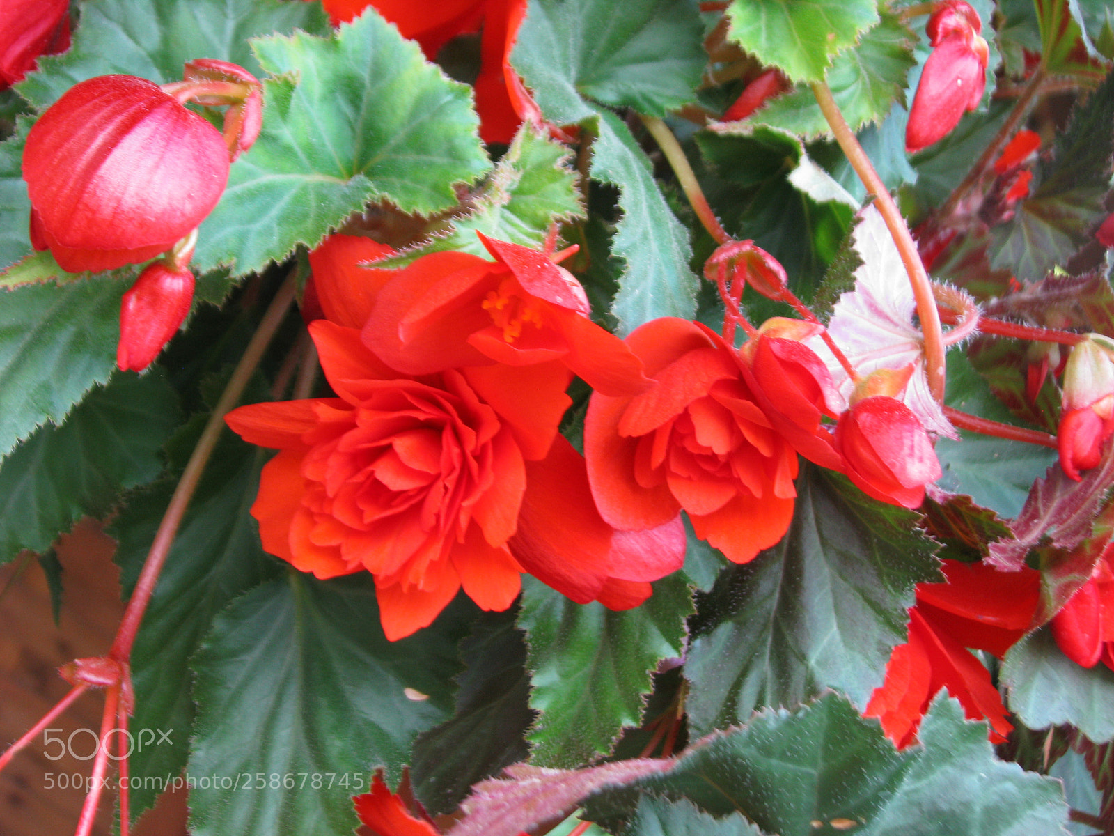 Canon POWERSHOT S5 IS sample photo. Img photography