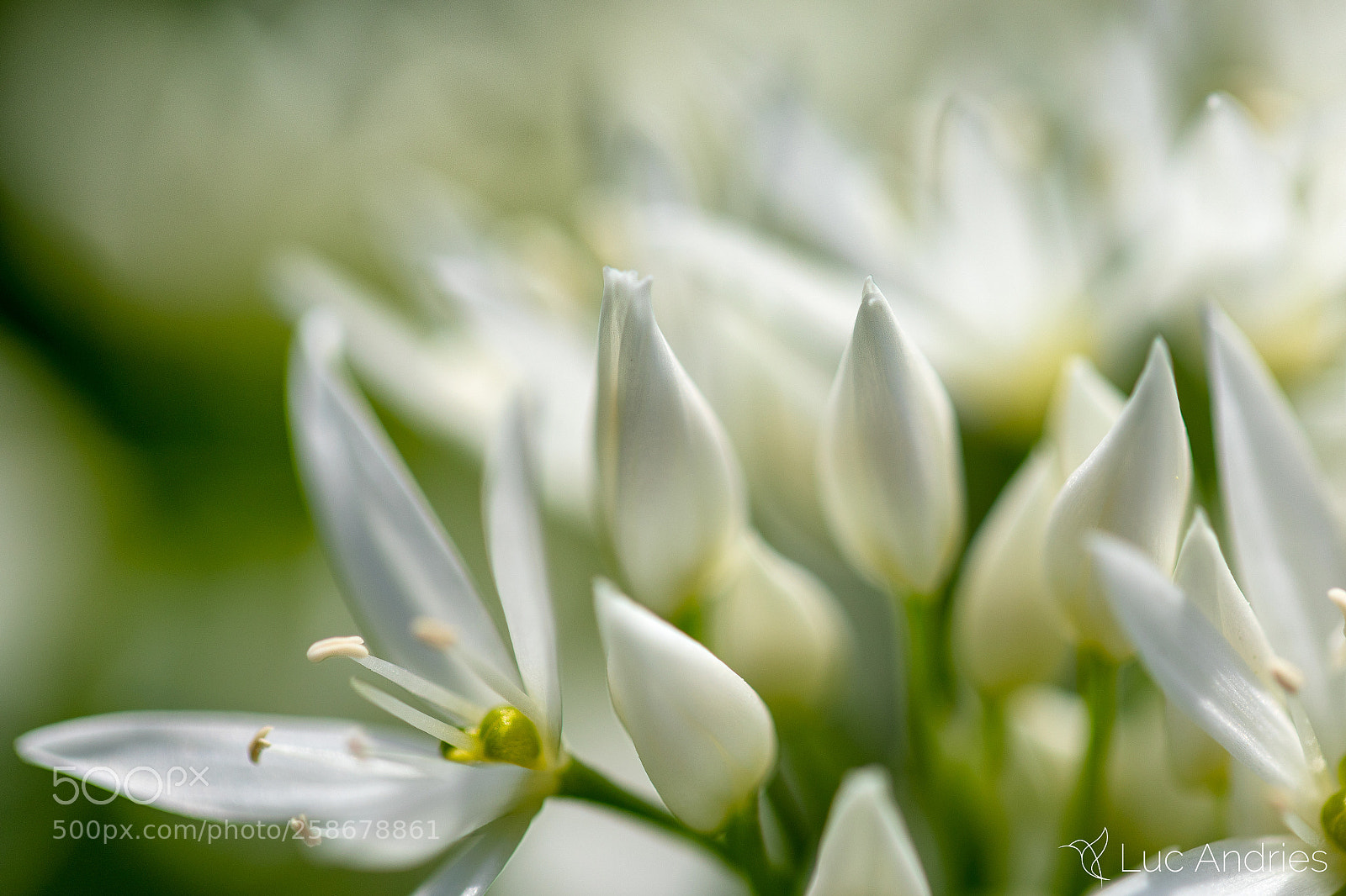 Canon EOS 5D Mark IV sample photo. Ready to jump open photography