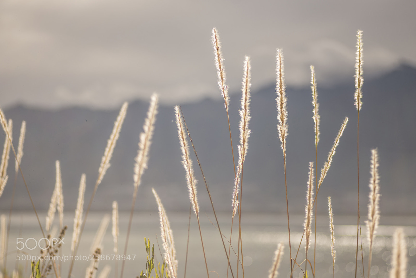 Nikon D600 sample photo. Grass photography