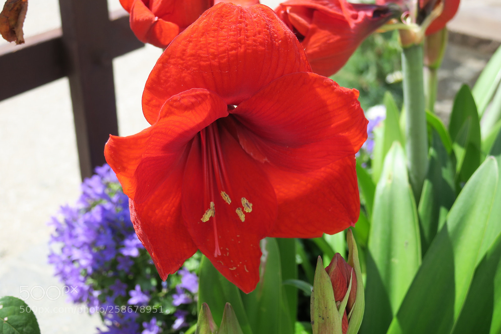 Canon PowerShot G3 X sample photo. Garden flower 5376 photography
