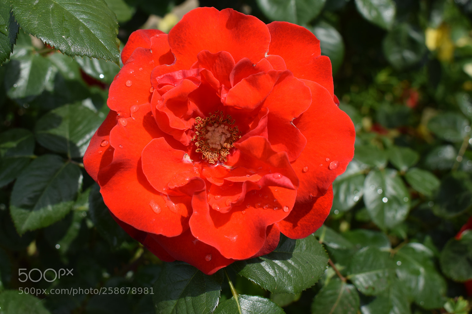Nikon D5300 sample photo. Dsc photography